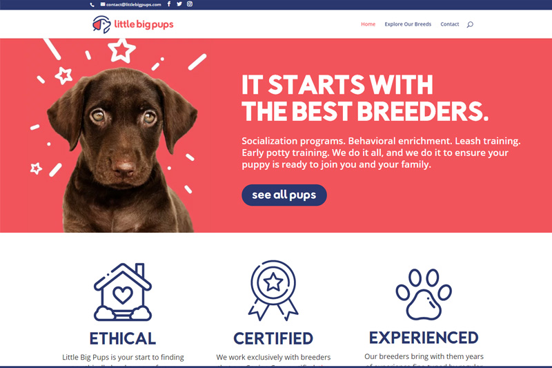 home page webiste design for little big pups